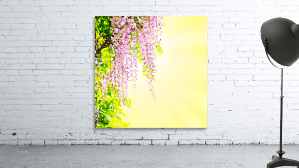 Wisteria blossoming Wall Preview