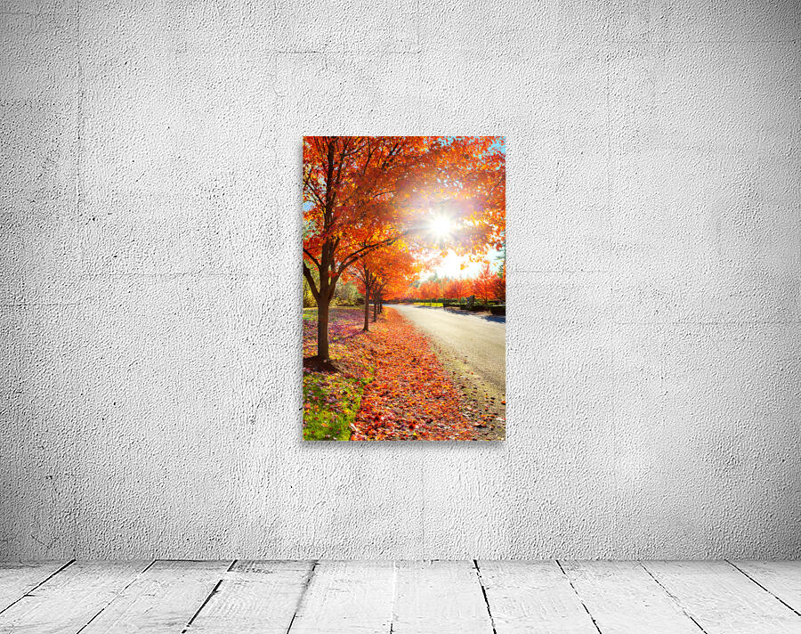 Sun through fall maple leaves Wall Preview