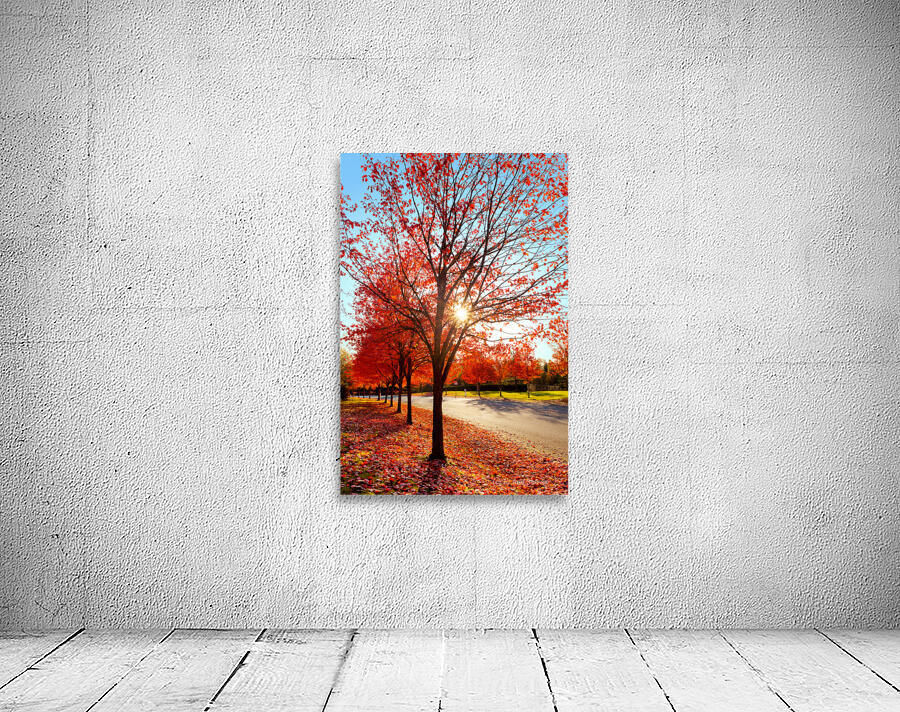 Firey fall colors Wall Preview