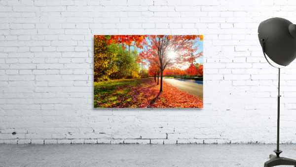 Firey fall colors Wall Preview