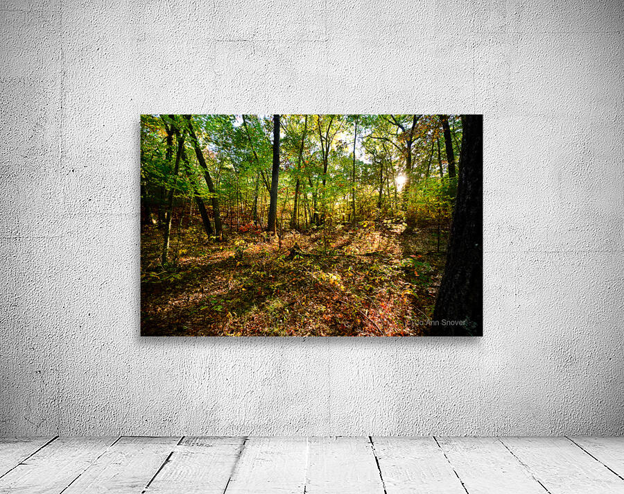 Sunlit patch in the woods Wall Preview