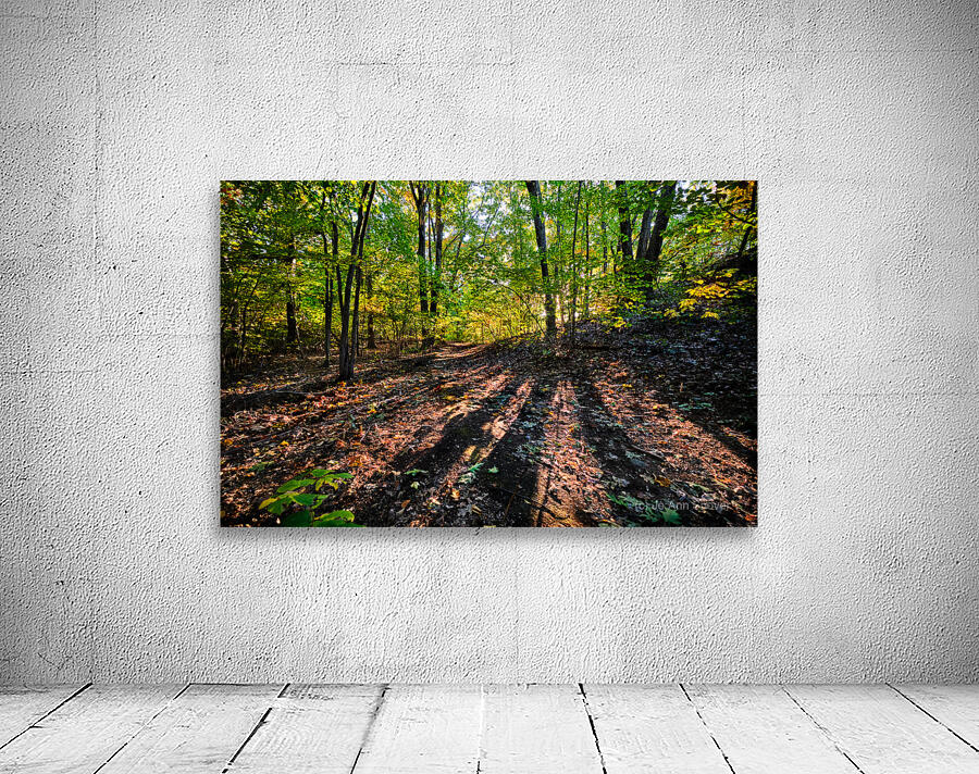 Path winds through the sunlit forest Wall Preview