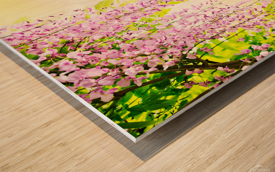 Wisteria blossoming Wood print