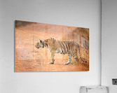 Alert Tiger Acrylic Print