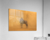 Aftermath Acrylic Print