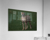 Cheetah Portrait Acrylic Print