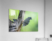 Greater racket-tailed Drongo Acrylic Print