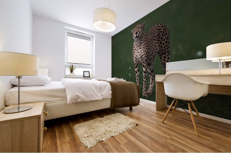 Cheetah Portrait Mural print