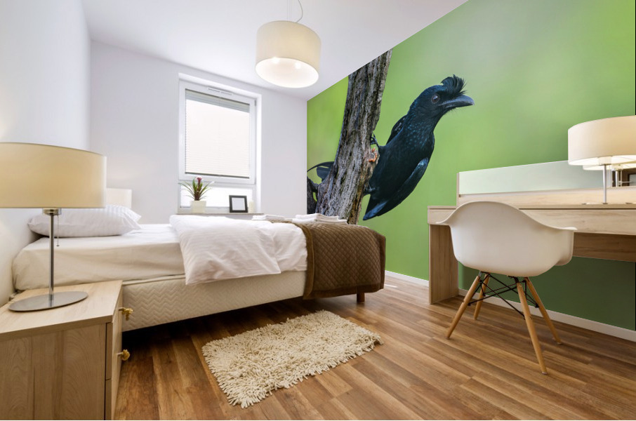 Greater racket-tailed Drongo Mural print