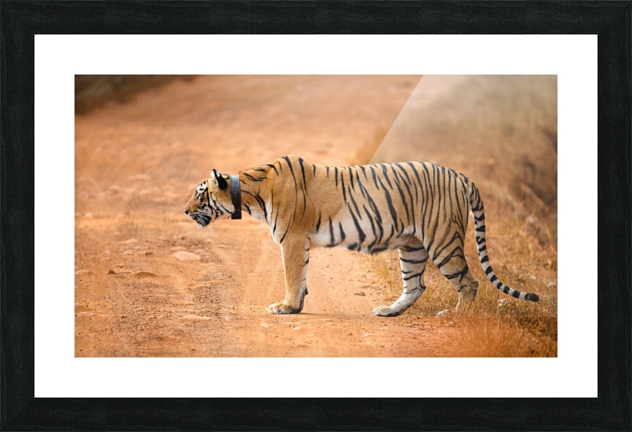 Alert Tiger Picture Frame print