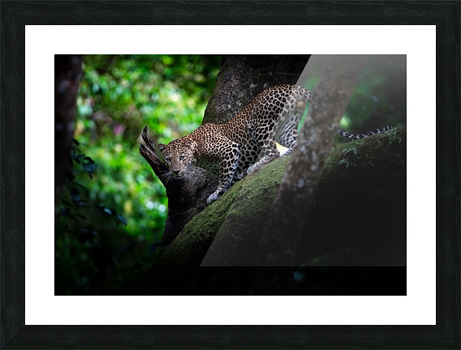 Leopard & Tree Picture Frame print