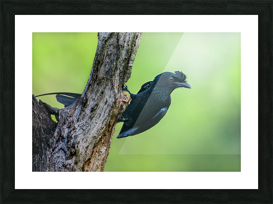 Greater racket-tailed Drongo Picture Frame print