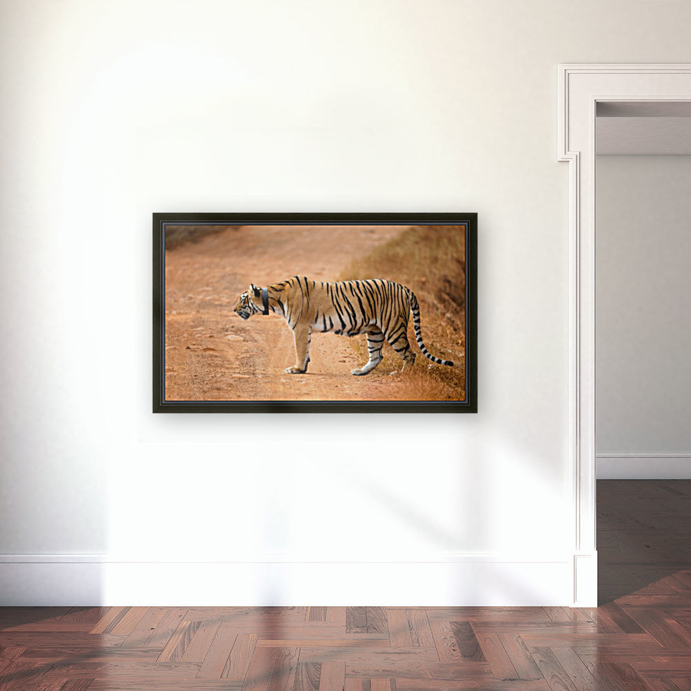 Alert Tiger Reproduction