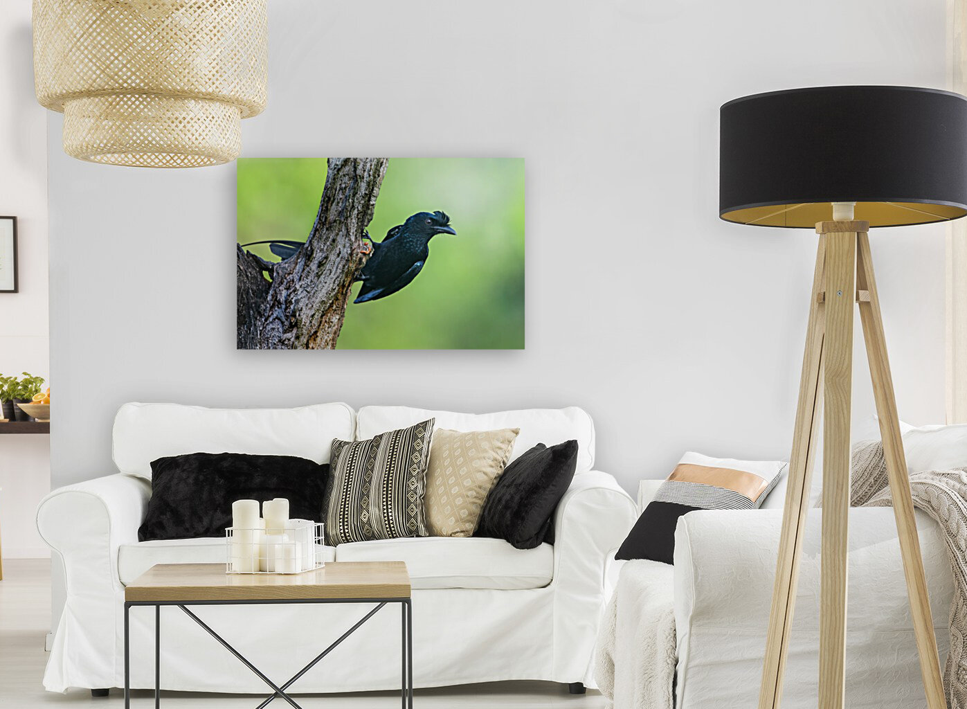Greater racket-tailed Drongo Reproduction