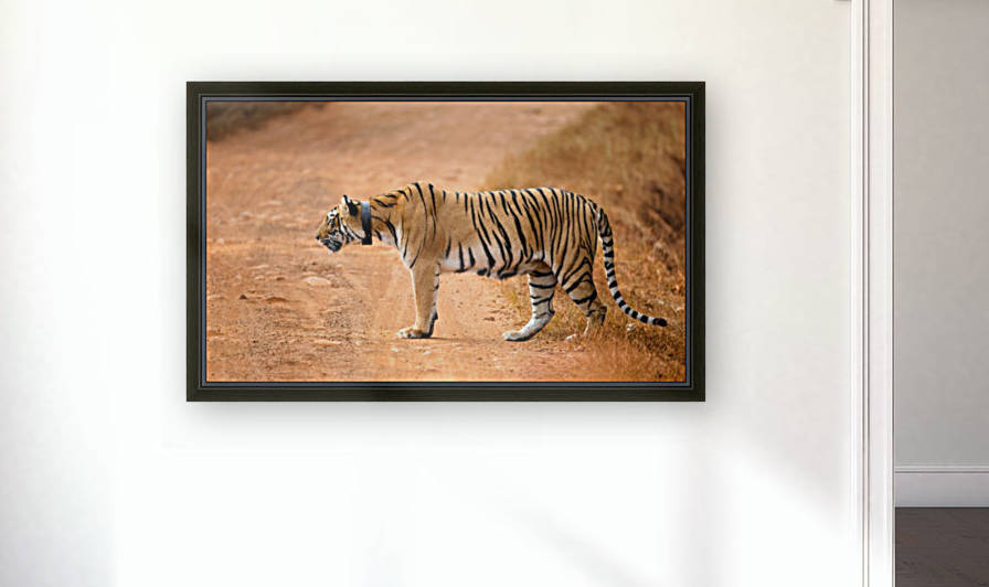 Alert Tiger by Gurdyal Singh