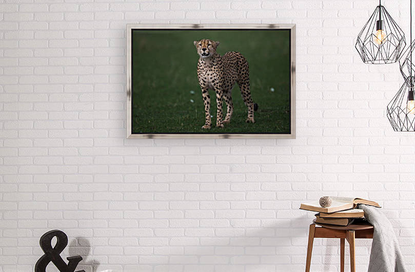Cheetah Portrait by Gurdyal Singh