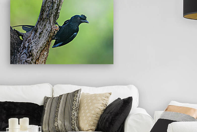 Greater racket-tailed Drongo by Gurdyal Singh