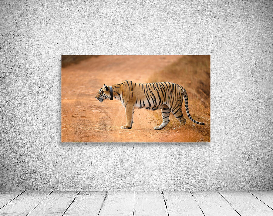 Alert Tiger Wall Preview