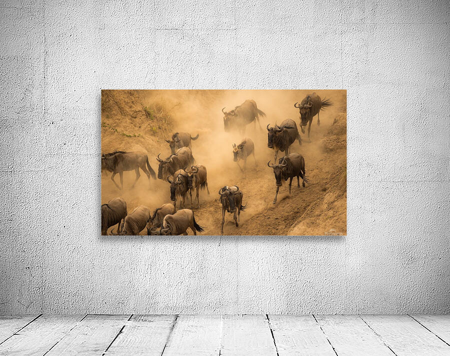 Organized Chaos Wall Preview