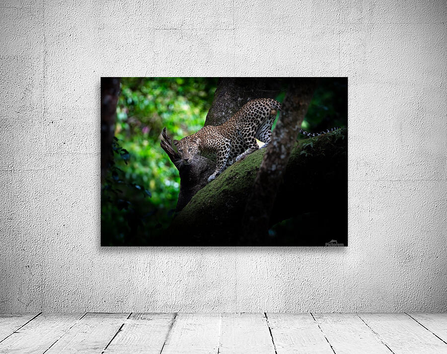 Leopard & Tree Wall Preview