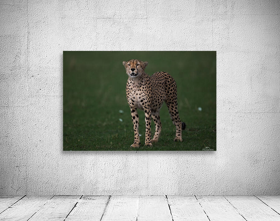 Cheetah Portrait Wall Preview