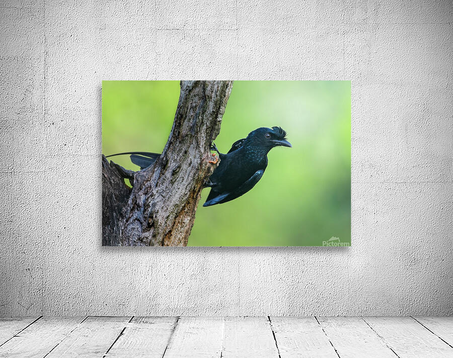 Greater racket-tailed Drongo Wall Preview