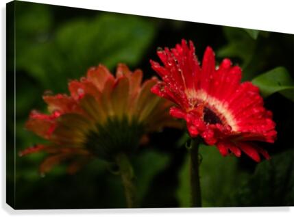 Two Flowers Canvas Print