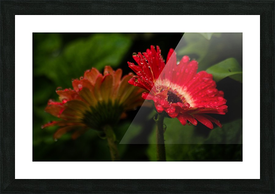 Two Flowers Picture Frame print