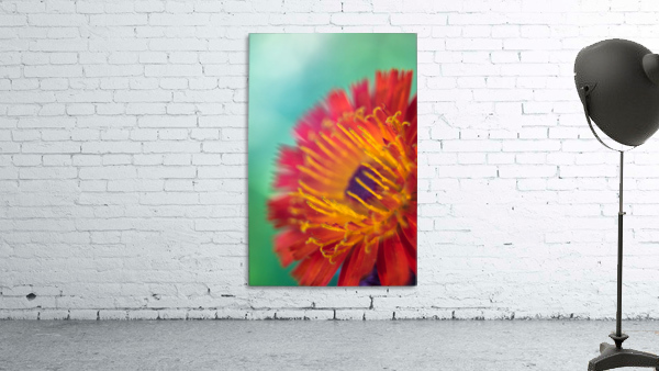 Joes Flower Wall Preview