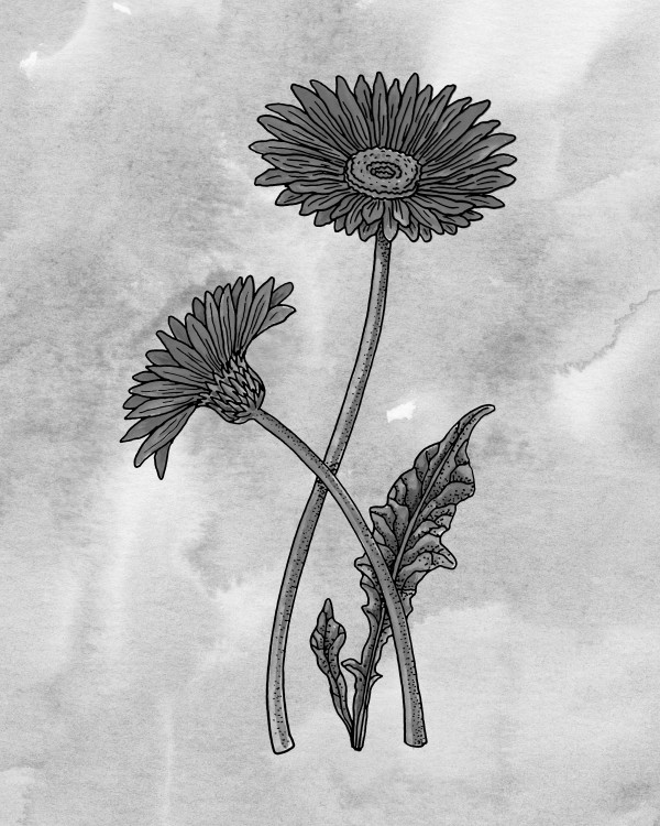 Gerbera Simple Gray Botanical Flower On Watercolor Marble  Digital Download