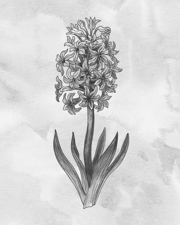 Hyacinth Simple Gray Botanical Flower On Watercolor Marble  Digital Download