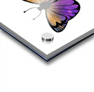 Butterfly 1 1 Acrylic print