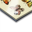 1 Butterflies 4 Acrylic print
