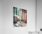 National Park Sequoia Acrylic Print