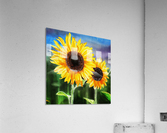 Two Suns Two Sunflowers Acrylic Print