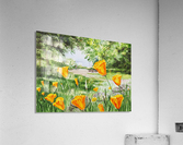 California Poppies Acrylic Print