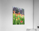 Tulip Garden in San Francisco Acrylic Print