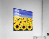 Sunflowers Field Acrylic Print