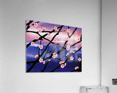 Cherry Blossoms Acrylic Print