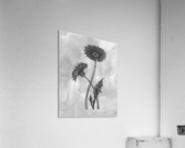 Gerbera Simple Gray Botanical Flower On Watercolor Marble  Acrylic Print