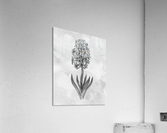 Hyacinth Simple Gray Botanical Flower On Watercolor Marble  Acrylic Print