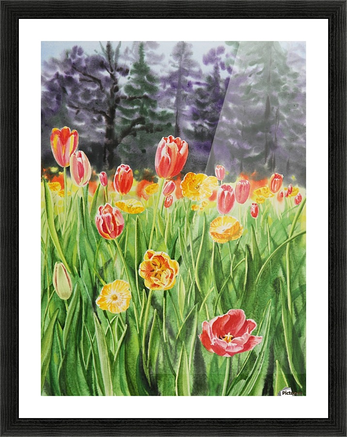 Tulip Garden in San Francisco Picture Frame print