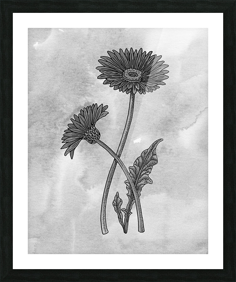 Gerbera Simple Gray Botanical Flower On Watercolor Marble  Picture Frame print
