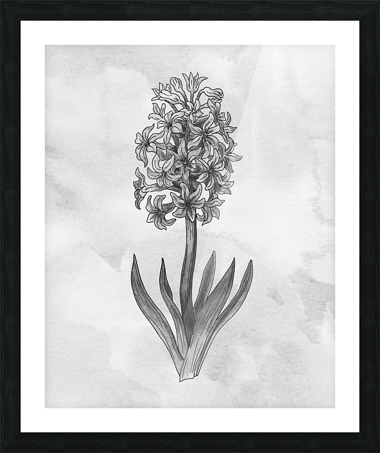 Hyacinth Simple Gray Botanical Flower On Watercolor Marble  Picture Frame print