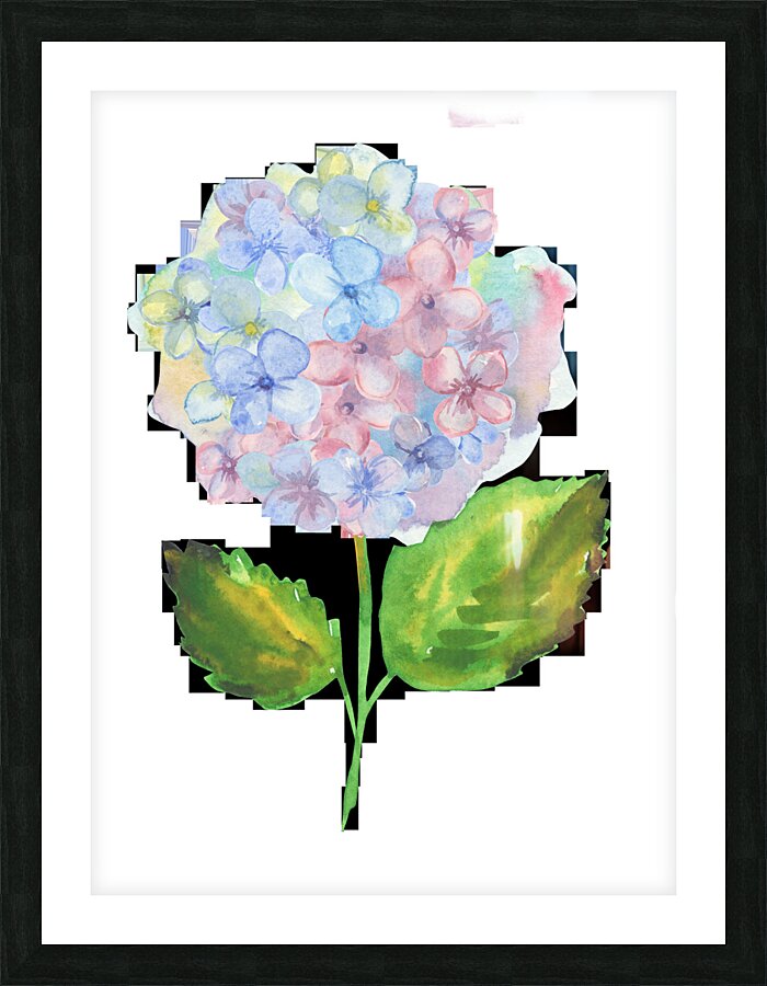 Hydrangea 3 Picture Frame print