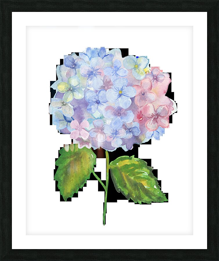 Hydrangea 1 Picture Frame print