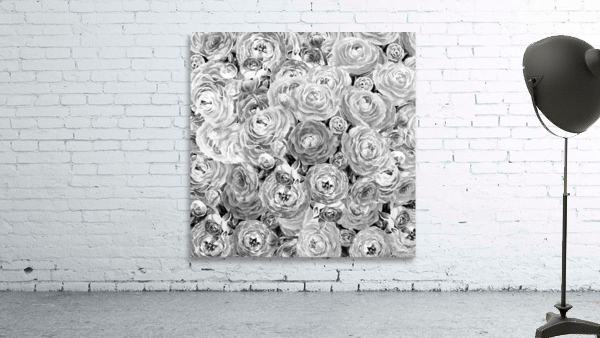 Ranunculus Flowers 8 Wall Preview