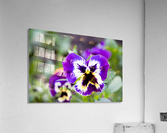 nature outdoor Acrylic Print