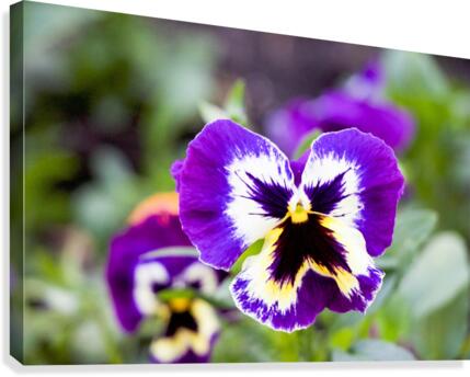 nature outdoor Canvas Print