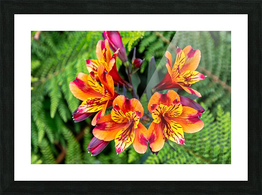 flowers nature Picture Frame print
